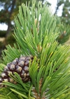 Einzelbild 8 Aufrechte Berg-Föhre - Pinus mugo subsp. uncinata