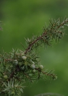 Einzelbild 5 Gewöhnlicher Wacholder - Juniperus communis subsp. communis