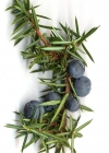 Einzelbild 7 Gewöhnlicher Wacholder - Juniperus communis subsp. communis