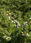 Einzelbild 8 Gewöhnlicher Wacholder - Juniperus communis subsp. communis
