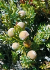Einzelbild 7 Zwerg-Wacholder - Juniperus communis subsp. alpina
