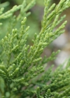 Einzelbild 5 Sefistrauch - Juniperus sabina
