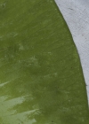 Einzelbild 7 Grosse Teichrose - Nuphar lutea