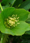 Einzelbild 4 Grüne Nieswurz - Helleborus viridis