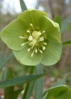 Einzelbild 5 Grüne Nieswurz - Helleborus viridis