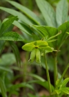 Einzelbild 6 Grüne Nieswurz - Helleborus viridis