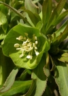 Einzelbild 7 Grüne Nieswurz - Helleborus viridis