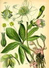Einzelbild 5 Christrose - Helleborus niger