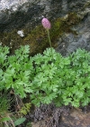 Einzelbild 6 Rautenblättrige Schmuckblume - Callianthemum coriandrifolium