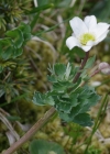 Einzelbild 7 Rautenblättrige Schmuckblume - Callianthemum coriandrifolium