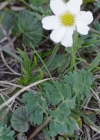 Einzelbild 8 Rautenblättrige Schmuckblume - Callianthemum coriandrifolium