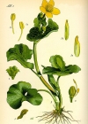 Einzelbild 4 Sumpf-Dotterblume - Caltha palustris