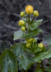 Einzelbild 7 Sumpf-Dotterblume - Caltha palustris