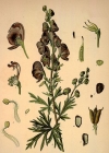 Einzelbild 5 Blauer Eisenhut - Aconitum napellus