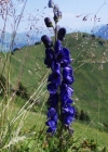 Einzelbild 6 Blauer Eisenhut - Aconitum napellus