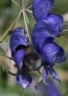Einzelbild 7 Blauer Eisenhut - Aconitum napellus