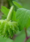 Einzelbild 4 Busch-Windröschen - Anemone nemorosa