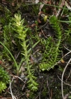 Einzelbild 7 Dorniger Moosfarn - Selaginella selaginoides