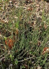 Einzelbild 8 Bunter Schachtelhalm - Equisetum variegatum