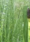 Einzelbild 7 Sumpf-Schachtelhalm - Equisetum palustre