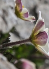 Einzelbild 7 Monte Baldo-Windröschen - Anemone baldensis