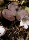 Einzelbild 8 Leberblümchen - Hepatica nobilis