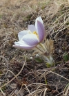 Einzelbild 5 Frühlings-Anemone - Pulsatilla vernalis