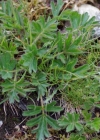 Einzelbild 7 Frühlings-Anemone - Pulsatilla vernalis