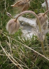 Einzelbild 8 Frühlings-Anemone - Pulsatilla vernalis