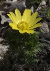 Einzelbild 6 Frühlings-Adonis - Adonis vernalis