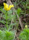 Einzelbild 7 Frühlings-Adonis - Adonis vernalis