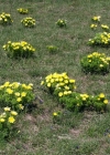 Einzelbild 8 Frühlings-Adonis - Adonis vernalis