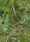 Einzelbild 5 Kriechender Hahnenfuss - Ranunculus repens