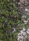 Einzelbild 7 Kriechender Hahnenfuss - Ranunculus repens