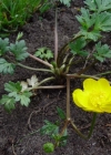 Einzelbild 1 Kriechender Hahnenfuss - Ranunculus repens