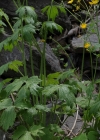 Einzelbild 5 Wolliger Hahnenfuss - Ranunculus lanuginosus