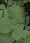 Einzelbild 7 Wolliger Hahnenfuss - Ranunculus lanuginosus