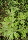 Einzelbild 7 Scharfer Hahnenfuss - Ranunculus acris