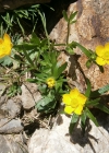 Einzelbild 4 Berg-Hahnenfuss - Ranunculus montanus aggr.