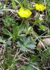 Einzelbild 6 Berg-Hahnenfuss - Ranunculus montanus aggr.