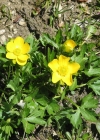 Einzelbild 7 Berg-Hahnenfuss - Ranunculus montanus aggr.