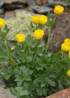 Einzelbild 8 Berg-Hahnenfuss - Ranunculus montanus aggr.