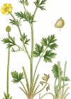 Einzelbild 4 Knolliger Hahnenfuss - Ranunculus bulbosus