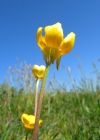 Einzelbild 5 Knolliger Hahnenfuss - Ranunculus bulbosus