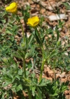 Einzelbild 8 Knolliger Hahnenfuss - Ranunculus bulbosus