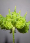 Einzelbild 5 Acker-Hahnenfuss - Ranunculus arvensis