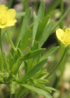 Einzelbild 6 Acker-Hahnenfuss - Ranunculus arvensis