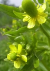 Einzelbild 4 Gift-Hahnenfuss - Ranunculus sceleratus