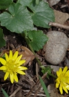 Einzelbild 6 Scharbockskraut - Ranunculus ficaria