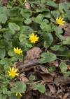Einzelbild 7 Scharbockskraut - Ranunculus ficaria